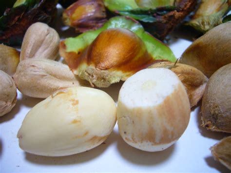 are pine nuts similar to peanuts